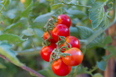 Jui tomato Seed(55 per packet)