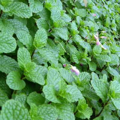 KNESSiN Spearmint Seed(1250 per packet)