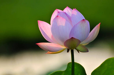 Cadence Lotus Seed(10 per packet)