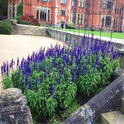 CYBEXIS KGF -37 - Blue Bedder Sage Salvia farinacea - (150 Seeds) Seed(150 per packet)