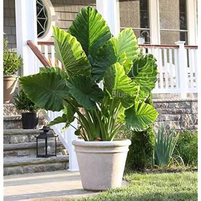 LIFELEX Taro Root Plant Seeds, Arbi Seeds, Kachalu Seed(3 per packet)