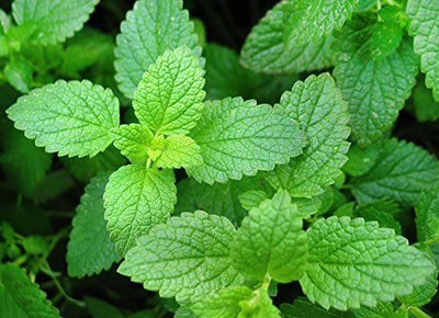 VibeX ® RXI-534 Peppermint Seeds Heirloom Seed(200 per packet)