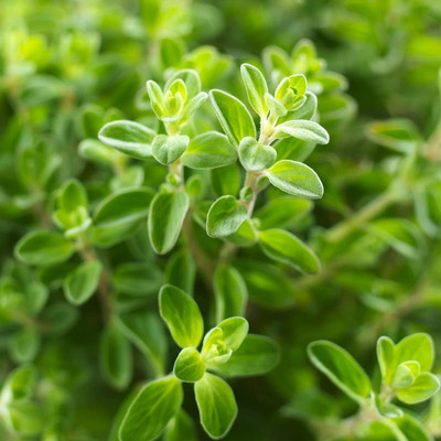 CYBEXIS LXI-73 - Ornamental Oregano Kirigami Flower - (1350 Seeds) Seed(1350 per packet)