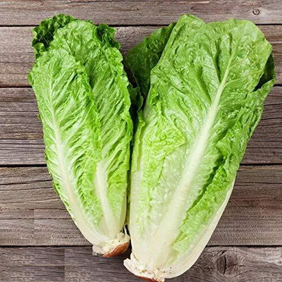 Dbbrothers Chinese Cabbage Seeds Pack of 17 Seed(17 per packet)