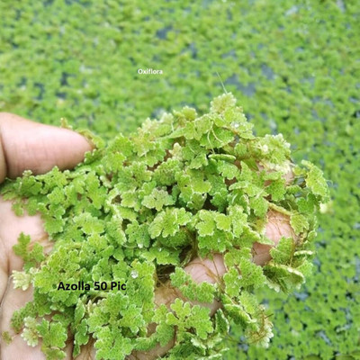 Oxiflora Lemna minor seeds not for grow Seed Seed(50 per packet)