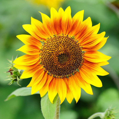 Biosnyg Sunflower Flower - Pro Cut Series F1 -Orange[100 Seeds] Seed(100 per packet)