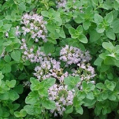 Qualtivate HYB-2A Sweet Oregano Seeds Seed(200 per packet)