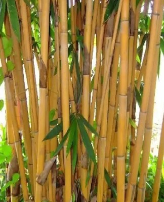 wequality Yellow Bamboo seeds,bamboo tree seeds for home garden Seed(100 per packet)