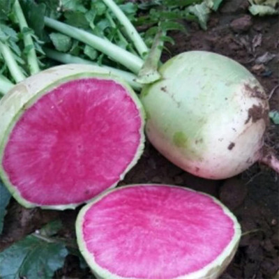 KNESSiN VXI-33 Radish Seed(200 per packet)