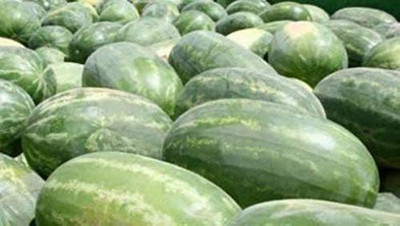 CYBEXIS XLL-69 - Congo (Supersweet) Watermelon - (1350 Seeds) Seed(1350 per packet)