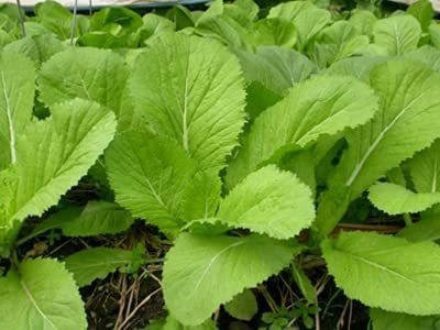 CYBEXIS VVI-4 - Vietnamese Mustard Green - (250 Seeds) Seed(250 per packet)