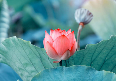 megoodluk lotus,kamal gatta Seed(11 per packet)