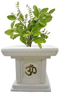 LPR TULSI, BASIL SEEDS Seed(200 per packet)