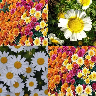 Flipkart SmartBuy Exotic Chrysanthemum Flower Mix Seed(20 per packet)