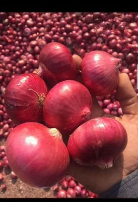 WILLVINE MAH -VI Organic Seeds - Onion Black [10g] Seed(7500 per packet)