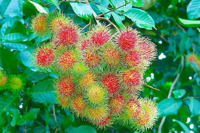 MAA LITCHI,LICHEE,LYCHEE Seed(10 per packet)