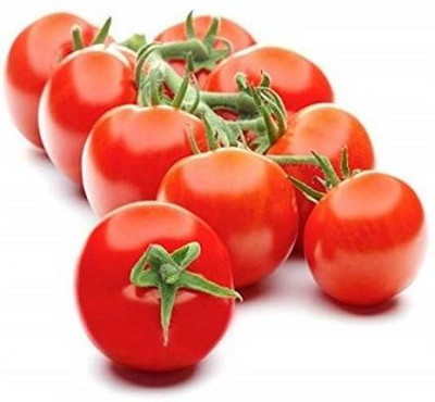 Quentova High Quality Tomato-HQ-10U Seed(300 per packet)