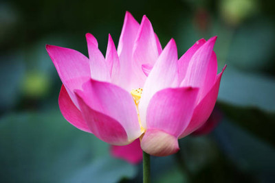 Quentova lotus,kamal gatta Seed(10 per packet)