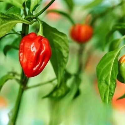 Biosnyg F1 Hybrid Habanero Hot Chilli Seeds for Home Gardening-(2000 Seeds) Seed(2000 per packet)