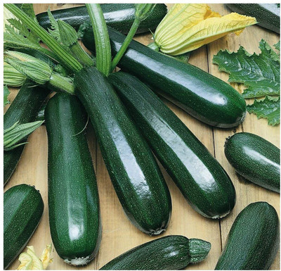 WILLVINE VXI-599 Zucchini Squash Green Hybrid Seeds Seed(100 per packet)
