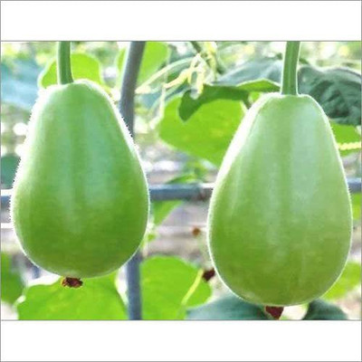KANAYA LAW/LOWKI Round Bottle Gourd Lauki/Lau/Clabash Seed(38 per packet)