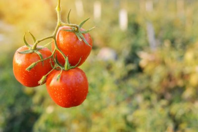 Ultrawise tomato Seed(150 per packet)