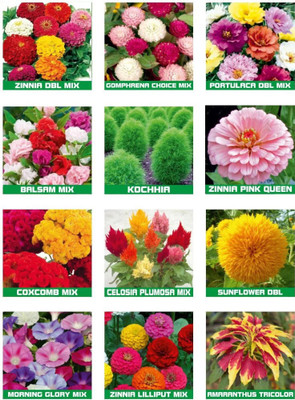 SBGARDEN Summer Season 10 Variety Of Flower 800+ Seeds Combo Pack Seed(95 per packet)