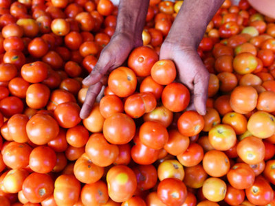 KNESSiN Amrut-101 Tomato Seed(1250 per packet)