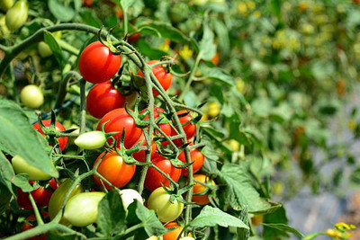 MRCY tomato Seed(130 per packet)