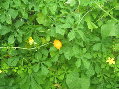 VibeX XLL-35 - Wild Bitter Melon / Momordica Charantia - (300 Seeds) Seed(300 per packet)