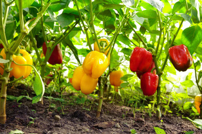 Seedsilk All Colour Capsicum Seed(40 per packet)