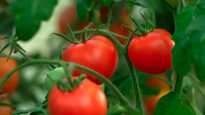 Us deepar tomato Seed(60 per packet)