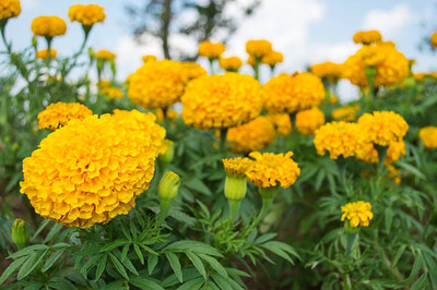 WINR marigold/gende ka phool flower seeds Seed(75 per packet)