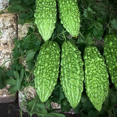 LPR KARELA ,BITTAR GOURD Seed(80 per packet)
