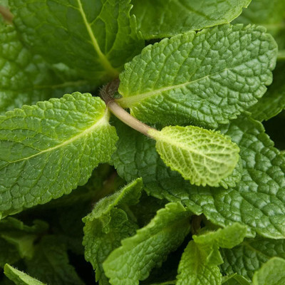Qualtivate RES-5A Spearmint (Mentha spicata) Seed(200 per packet)