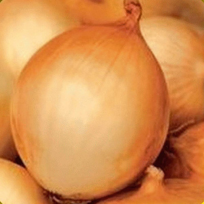 Qualtivate ICRA-3A Texas Early Grano Onion Seeds Seed(500 per packet)