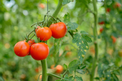 sabuja tomato Seed(60 per packet)