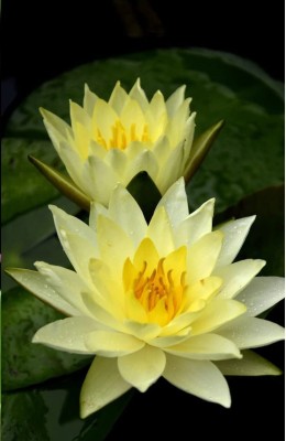 CYBEXIS LX-47 - White Pink Dwarf Aquatic Water Lily - (270 Seeds) Seed(270 per packet)