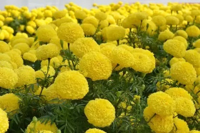 BDSresolve Hybrid big size yellow marigold flower seeds for planting at home Seed(80 per packet)