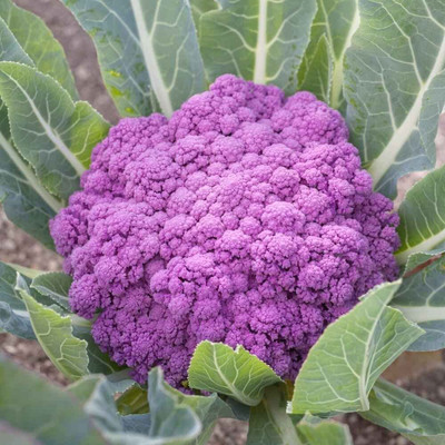 Aywal Purple cauliflower Gobi Seed(30 per packet)