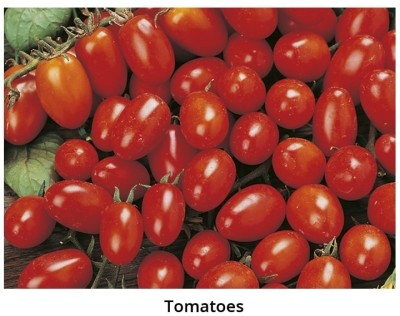 Quentova HIGH QUALITY - CHINESE TOMATO-VS-7A Seed(200 per packet)