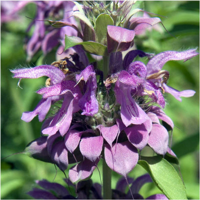 VibeX LX-81 - Lemon Mint (Monarda citriodora) - (1350 Seeds) Seed(1350 per packet)