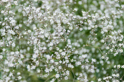 glowgreen gypsophila flower Seed(50 per packet)