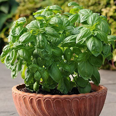 CYBEXIS XL-80 - Genovese Sweet Basil - (1500 Seeds) Seed(1500 per packet)