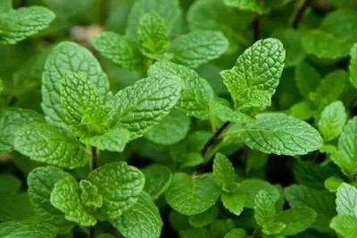 Aro Mint, Pudina Seed(150 per packet)