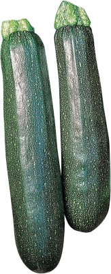 CYBEXIS KGF -37 - Sure Thing Zucchini Summer Squash - (75 Seeds) Seed(75 per packet)