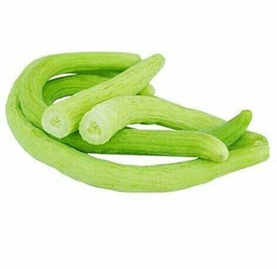 Quentova Kakdi Cucumber Seeds-SD-250-F4-RAJ-3G Seed(300 per packet)