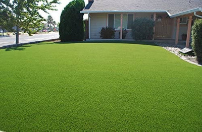 BDSresolve Korean lawn grass seeds Pack of 4500 Seed(4500 per packet)
