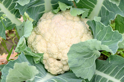 ANDARISTORE white cauliflower,gobhee seeds Seed(8 per packet)
