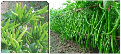 WILLVINE NKR -I Hybrid Chilli And Chilli Bengali Surajmukhi Combo[25gm, 5000 Seeds] Seed(5000 per packet)